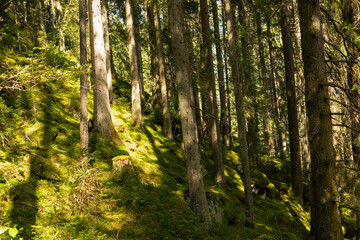 forest in the alps near Krimml in Austria