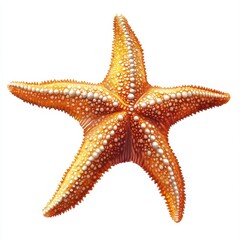 Bright orange starfish with detailed texture, symbolizing marine life and coastal beauty, perfect for ocean-themed projects, white background