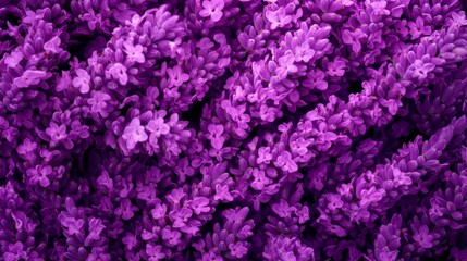 Fototapeta premium A tight shot of numerous blooming purple flowers filling the frame in the image