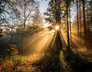 The sun through the trees in the forest on a foggy autumn morning