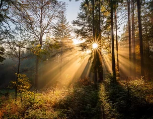 Crédence de cuisine en verre imprimé The sun through the trees in the forest on a foggy autumn morning