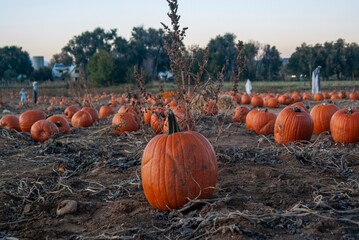 Close-Up of Rustic Pumpkins at a Fall Harvest Market
