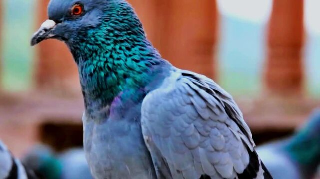 Rock Pigeon (Columba livia)