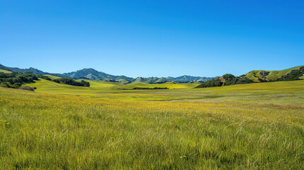 Obraz premium Meadow with Butterflies