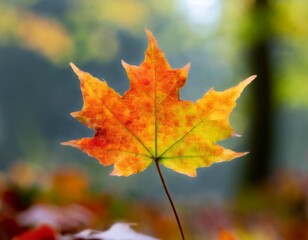 Isolated maple leaf with depth of field highlighting unique shape and vivid autumn hues