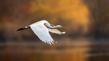 Obraz premium A white and black bird flies above a tranquil body of water Surrounding the scene are tall trees, and a bright yellow sky stretches behind them