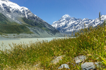 Lake Pukaki & Lake Tekapo Views with Lupin Fields, Hooker Valley Track, Southern Alps, Mt Cook Mountains Glacial Rivers, Snow-Capped Peaks, Scenic Trails, Landscape New Zealand’s Canterbury Queenstown