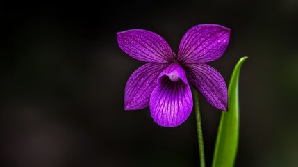  A tight shot of a purple bloom against a green stem Background softly blurred