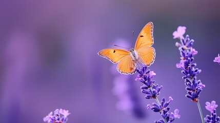 Obraz premium a tight shot showcases a butterfly perched on a flower, while the background softly blurs