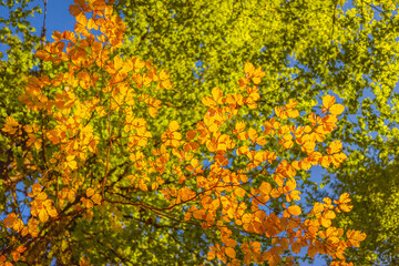 Bright orange and green leaves on tree branches against blue sky, natural autumn background