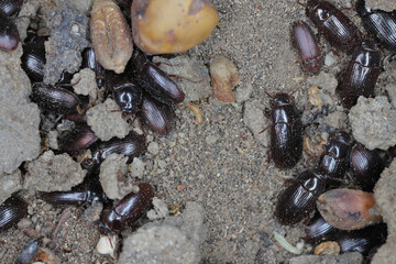 Lesser Mealworm Beetle (Alphitobius diaperinus), adult beetles.