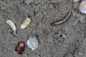 Lesser Mealworm Beetle (Alphitobius diaperinus), beetle, pupae and larva.