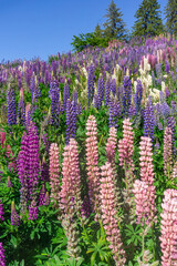 Lake Pukaki & Lake Tekapo Views with Lupin Fields, Hooker Valley Track, Southern Alps, Mt Cook Mountains Glacial Rivers, Snow-Capped Peaks, Scenic Trails, Landscape New Zealand’s Canterbury Queenstown