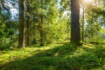 Fragment of a pine forest. Pines stand on a small hill covered with moss. The sun shines through the branches. Background.