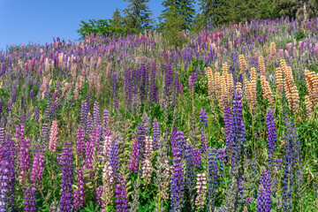 Lake Pukaki & Lake Tekapo Views with Lupin Fields, Hooker Valley Track, Southern Alps, Mt Cook Mountains Glacial Rivers, Snow-Capped Peaks, Scenic Trails, Landscape New Zealand’s Canterbury Queenstown