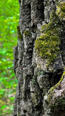 Detailed View of Moss Growing on Tree Bark