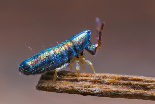 รูปภาพSpringtail – เลือกดูภาพถ่ายสต็อก เวกเตอร์ และวิดีโอ1,670 | Adobe ...