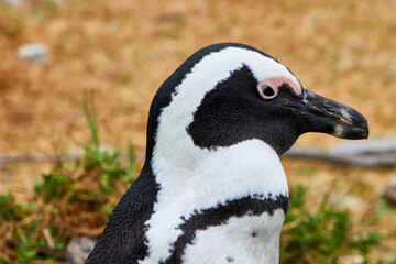 Eine Reise durch S&uuml;dafrika. Pinguine an Betty's Bay