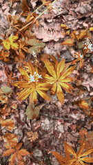 Close-Up of Colorful Autumn Leaves on Forest Floor