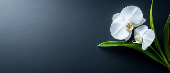 Obraz premium White flowers atop green foliage plant against dark blue backdrop