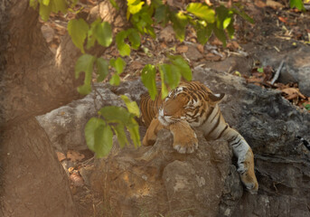 Closeup of a tiger cub resting in the jungle of Bhandavgarh tiger reserve, Madhya pradesh, India