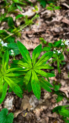 Close-Up of Bright Green Forest Plant in Leafy Environment