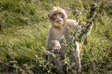 MAGOT MAKAK / macaca sylvanus jeść pokrzywa
