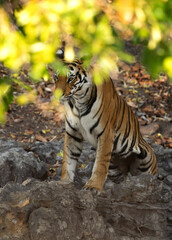A tiger cub and bokeh of leaf at Bhandavgarh tiger reserve, Madhya pradesh, India