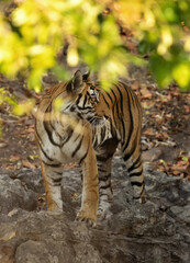 Closeup of a tiger cub in the forest of Bhandavgarh tiger reserve, Madhya pradesh, India