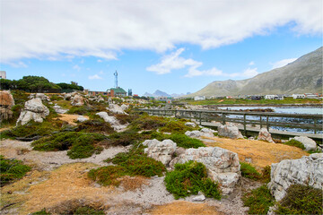 Eine Reise durch S&uuml;dafrika. Pinguine an Betty's Bay