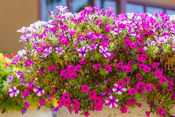 Fototapeta premium A large outdoor flower pots bursts with a profusion of colorful garden petunia flowers, creating a vibrant display