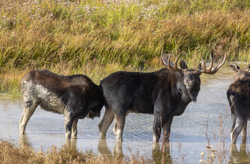 Bull and Cow Moose During the Rut in Autumn in Wyoming