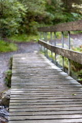 A wooden bridge crossing a tranquil stream in a lush forest.