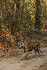 A huge tiger walking on the road at Bhandavgarh Tiger Reserve, Madhya pradesh, India