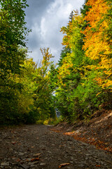 Golden Autumn in the Carpathians: Forests and Mountains