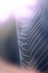 Thin web threads with dew drops