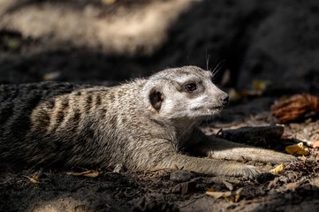 Portret - Surykatka Suricata suricatta © Sebastian