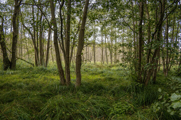 Groups of young deciduous trees on fresh long grass of lush green in front of a clearing