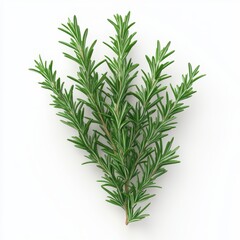 Fototapeta premium Fresh rosemary herb branch on a white background, perfect for culinary and aromatic uses in cooking and decoration, white background