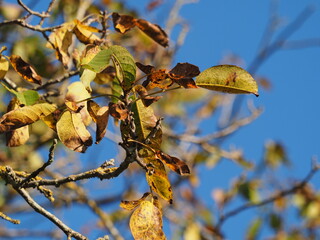 Herbstlaub vor blauem Himmel