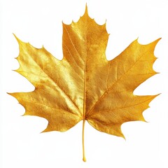 Obraz premium A vibrant golden maple leaf symbolizes autumn and nature's beauty, perfect for seasonal designs and environmental themes, white background
