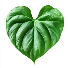 Obraz premium A vibrant green leaf shaped like a heart, symbolizing love and nature's beauty. Perfect for nature-themed designs, white background
