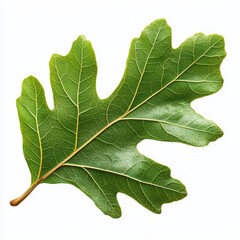 A vibrant green oak leaf showcasing intricate vein patterns, perfect for nature-themed projects and environmental designs, white background