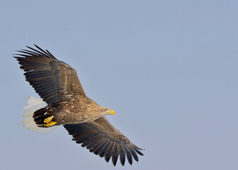 White-tailed Eagle, (Haliaeetus albicilla), adult in flight against a blue sky, Hokkaido, Japan.
