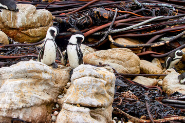 Eine Reise durch S&uuml;dafrika. Pinguine an Betty's Bay