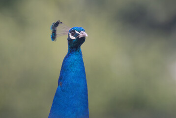 Peacock, close up of head