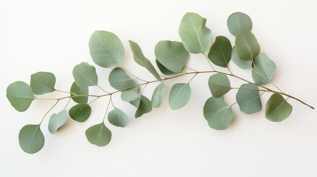 A single eucalyptus branch decorates the scene with its soft green leaves, highlighting the elegance of nature against a minimalist backdrop, perfect for design inspiration