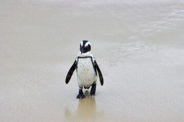 Eine Reise durch S&uuml;dafrika. Pinguine an Betty's Bay