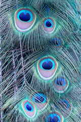 Peacock, close up of head
