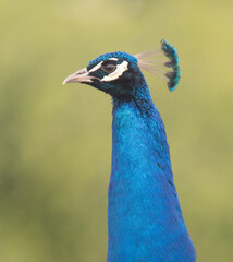 Peacock, close up of head